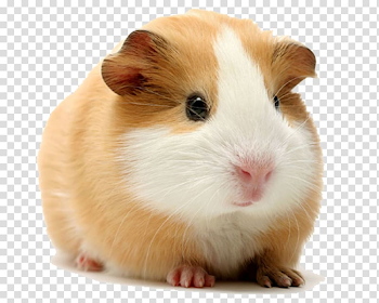 White and brown guinea pig, Rodent Cuy Dog Himalayan guinea pig ...