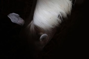 white and brown horse