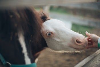 White And Brown Horse