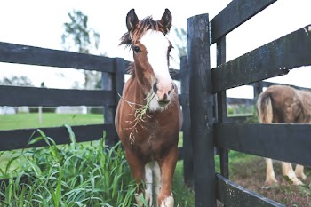 White and Brown Horse in Gray Wooden Fence