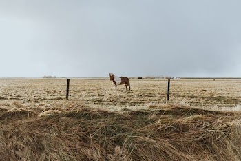 white and brown horse standing on brown sand