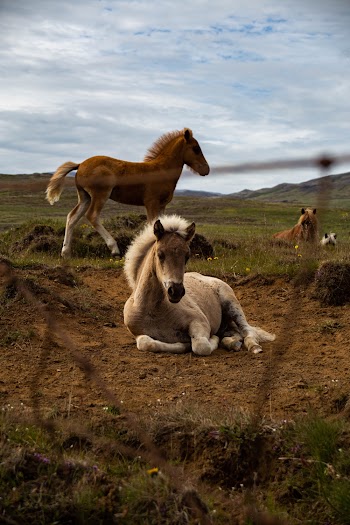 White and Brown Horses Close-up Photography