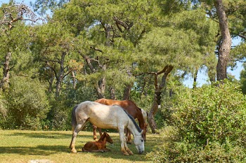 White and Brown Horses Eating Grass