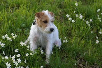 White and Brown Jack Russell Terrier Puppy