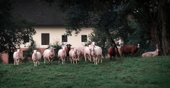 White And Brown Lambs On Green Grasses
