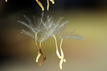White and Brown Leaf