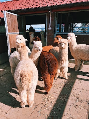 White and Brown Llama