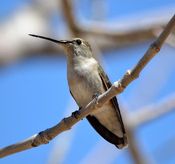 White and Brown Long-beak Bird Perched On Branch