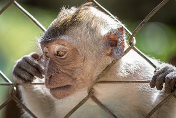 White and Brown Monkey Holding on Cyclone Fence Macro Photography