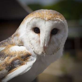 White and Brown Owl Animal