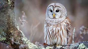 white and brown owl on tree during daytime