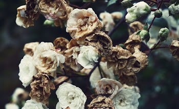 White and Brown Petaled Flowers Close-up Photography