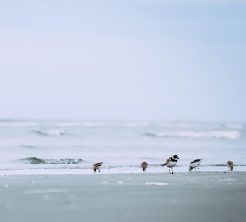 white-and-brown pigeons on seashore
