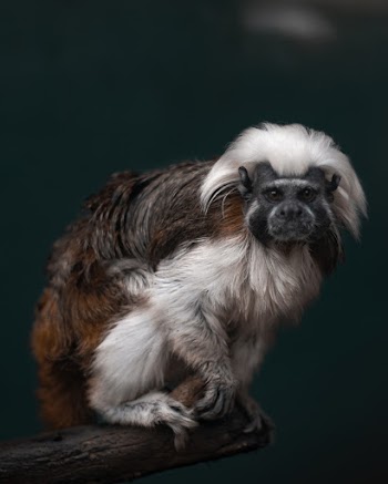 White and Brown Primate