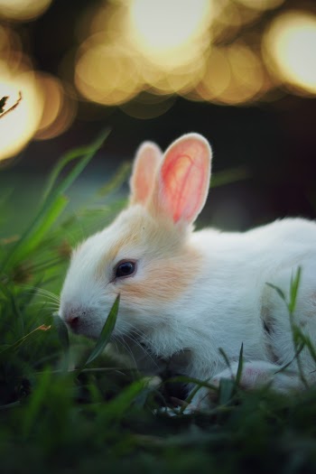 White and Brown Rabbit by Grass