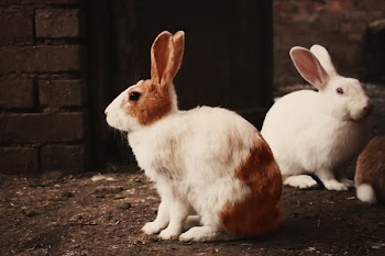 White and Brown Rabbit on Brown Soil