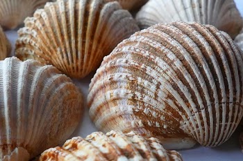 White and Brown Shell