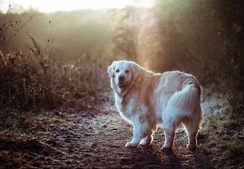 white and brown short coated dog