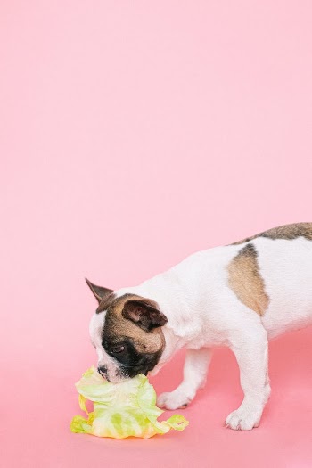 White and Brown Short Coated Dog