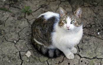 White and Brown Tabby Cat