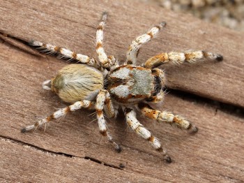 White and Brown Tarantula