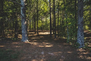 White and Brown Trees