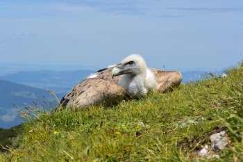 White and Brown Vulture Facing Sideways