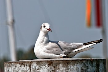 White and Gray Bird on Brown Container