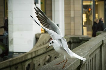 White and Gray Bird Perching on Bridge