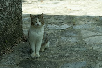 White and Gray Cat