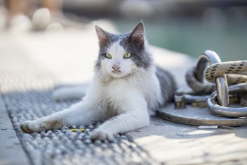 White and Gray Cat