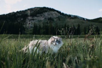 white and gray cat on grass field