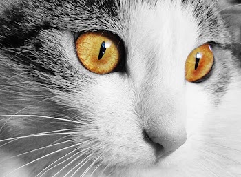 White and Gray Cat With Yellow Eyes in Selective Color Photography