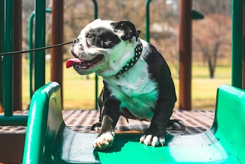 White and Gray Coated American Pitbull