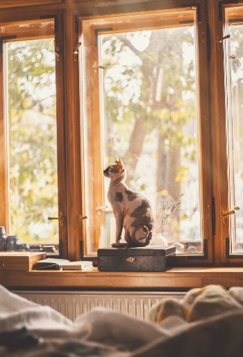 White and Gray Coated Cat Sitting Beside A Window