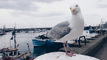 White and Gray Gull on White Surface Under White Cloudy Sky at Daytime