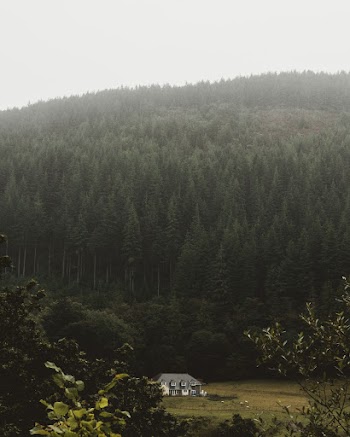 White and Gray House Near Forest