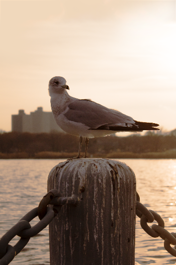 White and Gray Pigeon on Brown Column