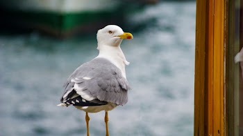 White and Gray Small Beaked Bird Near Brown Wooden Frame