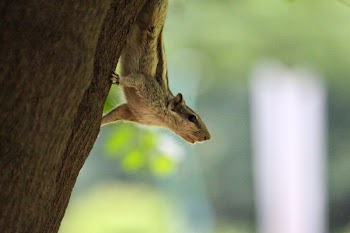 White and Gray Squirrel on Brown Tree