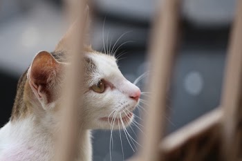 White and Gray Tabby Cat Behind Fence