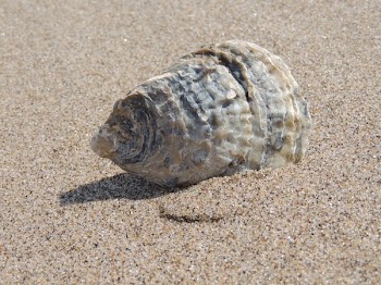 White and Gray Triton's Horn on Sand