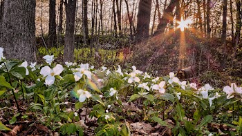 White and Green Flower Plant in Leafless Tress