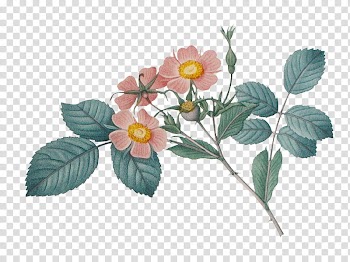 , white and green flower wreath transparent background PNG clipart