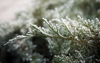 White and Green Leaves