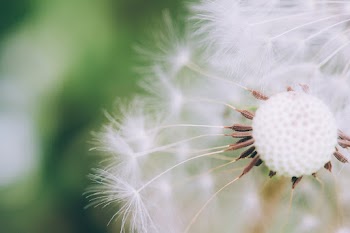 White and Green Petaled Flower