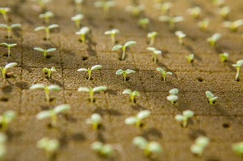 White and Green Plants on Brown Soil