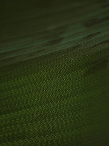 White and Green Stripe Textile · Free Stock Photo