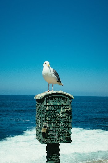 White and Grey Bird on Mailbox