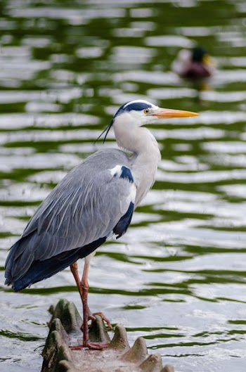 White and Grey Feather Bird Perch on Stone Near Body of Water during Daytime
